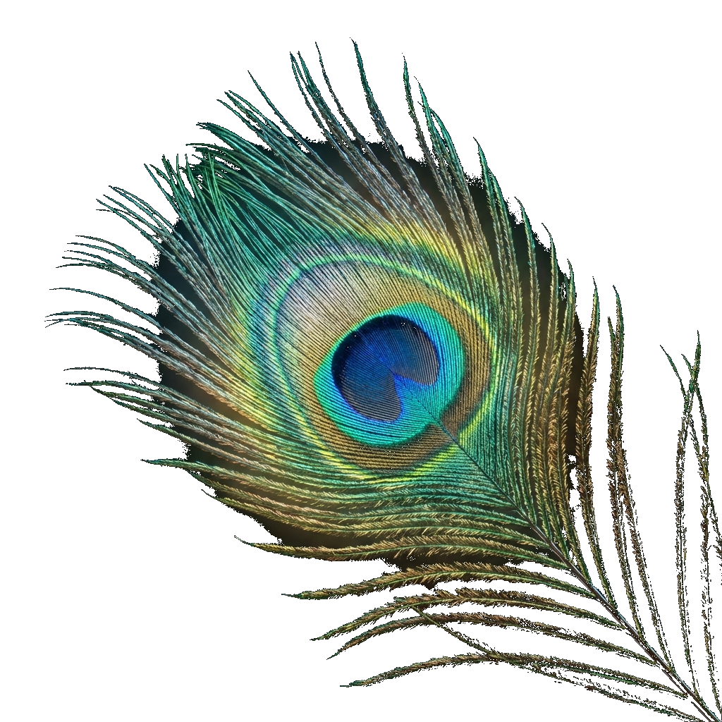 Peacock Feather Decor